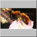 Andrena fulva - Rotpelzige Sandbiene w04.jpg